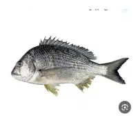 تازه تازه بار روز به روز|ماهی|آبادان, |دیوار