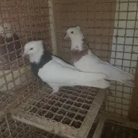 طوقی نروماده