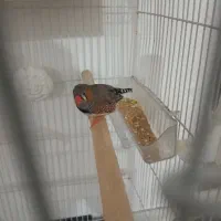 عروس هلندی و فنچ|پرنده|ایوان, |دیوار