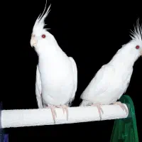 عروس هلندی آلبینو مولد بشرط رو جوجه