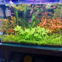 اکواریوم پلنت|ماهی|تهران, جوادیه تهرانپارس|دیوار