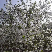 علف زنی تیلر زنی اره برقی سم پاشی هرس  شخم تراکتور|خدمات باغبانی و درختکاری|بروجرد, |دیوار