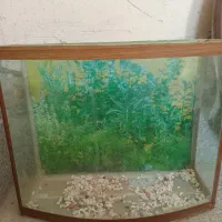 آکواریوم|ماهی|مراغه, |دیوار