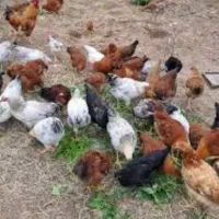 مرغ و خروس وتمام آگهی ها
