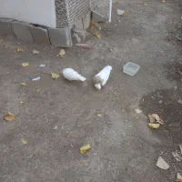 کبوترطوقی|پرنده|شهریار, شهریار|دیوار