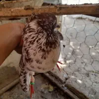 کبوتر