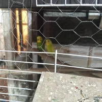 مرغ عشق تخم گذار