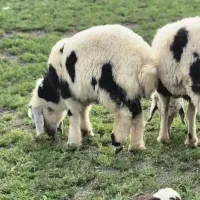 بره شیر مست