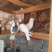 کبوتر طوقی دمسفید زاغ