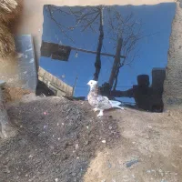 گلی سرور|پرنده|ساروق, |دیوار