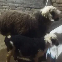 بره نر خمیر و چاق|حیوانات مزرعه|اندیمشک, |دیوار