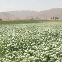 پیاز سفید صدفی سه ماهه پی اس آمریکایی|خدمات باغبانی و درختکاری|اصفهان, دشتستان|دیوار