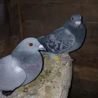 پلاکی|پرنده|کنگاور, |دیوار