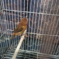 قناری شتری سرخ ماده
