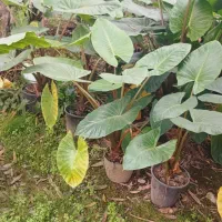 گل بابا آدم|گل و گیاه طبیعی|شاندرمن, |دیوار