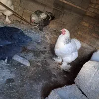 تخم مرغ برهما