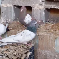 کبوتر|پرنده|ملکان, |دیوار