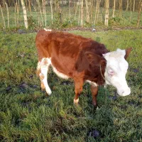 تلیسه سیمینتا ل|حیوانات مزرعه|خشکبیجار, |دیوار