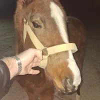 اسب مادیان عرب کرد قیمت توافقی