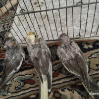جوجه عروس