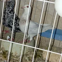 کبوتر|پرنده|اهواز, کوی علوی|دیوار
