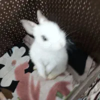 بچه خرگوش