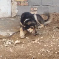 سگ دوبرمن|سگ|کرمانشاه, |دیوار