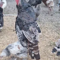 دو عدد بوقلمون  نر برنز انگلیسی