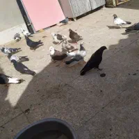 کبوتر|پرنده|قم, جمکران|دیوار