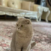 گربه اسکاتیش