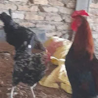 تخم مرغ نطفه دار گلین ریشو و خالدار|حیوانات مزرعه|تهران, شادآباد|دیوار