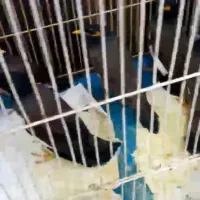 پنج تا مرغ مینا