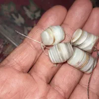 مهره جفتی سلیمانی
