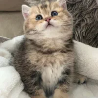 پیش فروش بریتیش|گربه|مشهد, سجاد شهر|دیوار