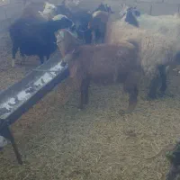 بز جوان ابستن|حیوانات مزرعه|سده (خراسان جنوبی), |دیوار