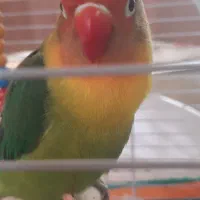 طوطی برزیلی