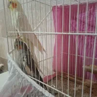 یک جفت عروس هلندی