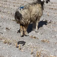 شیشک میش و قوچ چاق و سرحال|حیوانات مزرعه|مرودشت, نقش رستم|دیوار