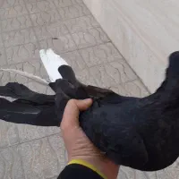 زاغ صرب و طوقی