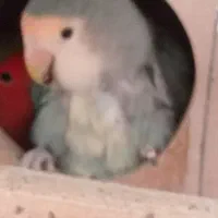 عروس هلندی و کوتوله برزیلی|پرنده|ساوه, |دیوار