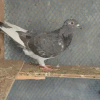 تعدادی کبوتر غریب|پرنده|مشهد, امیرآباد|دیوار