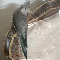 عروس هلندی وایت فیس شاه تخم