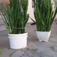 فروشی گل سانسوریا پرورش خانگی