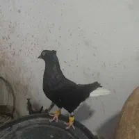 کفتر زاغ دم سفید