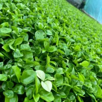 سبزه نارنج  قیمت ۷۰|خدمات باغبانی و درختکاری|بابل, |دیوار