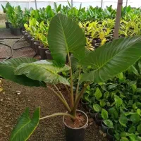 گل های خاص بابا ادم گازمانیا سانسوریا