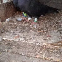 فروش کبوتر تزئینی|پرنده|قائم‌شهر, |دیوار