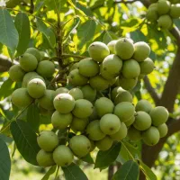 نهالستان پخش مستقیم انواع نهال