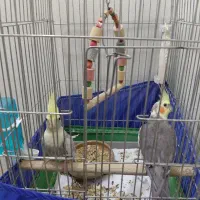 عروس هلندی مولد