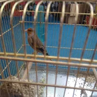 سیره قناری